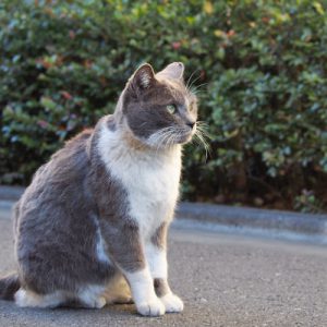 まっすぐ見る ちびにゃん