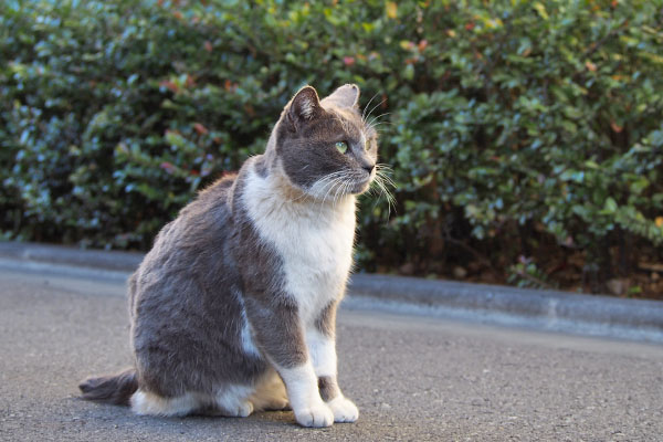 まっすぐ見る　ちびにゃん