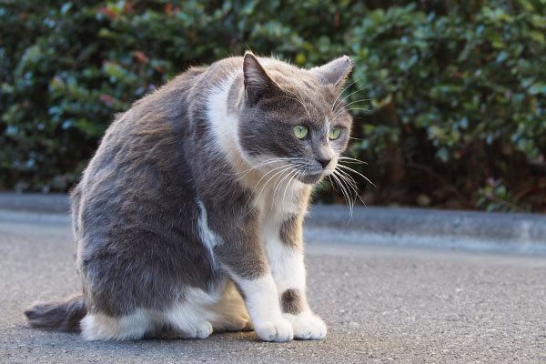 ぐぐっと見るちびにゃん