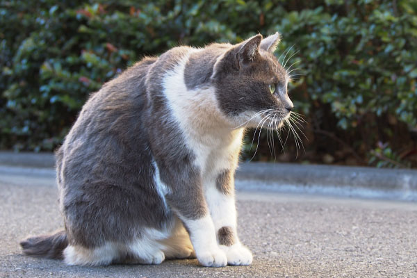 塀の方を見る　ちびにゃん