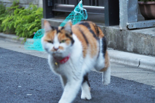 近くに来る　もも