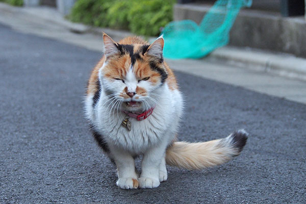 鳴いているもも