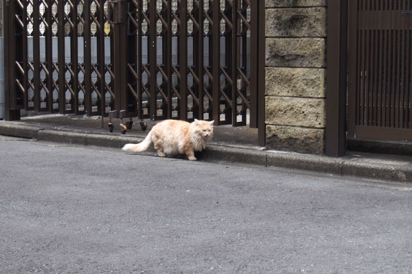 お世話宅の裏にナリコ