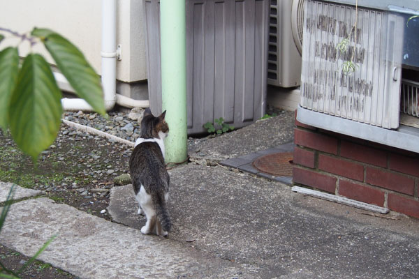 路地の向こうを見る　コー