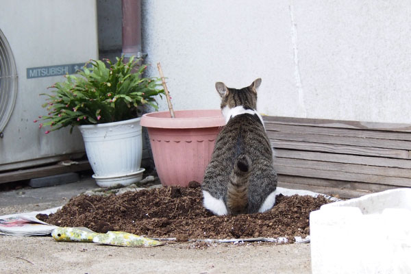 しっぽをあげてしゃがむ　コー