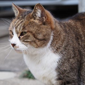 こんなの平気にゃ サーヤ