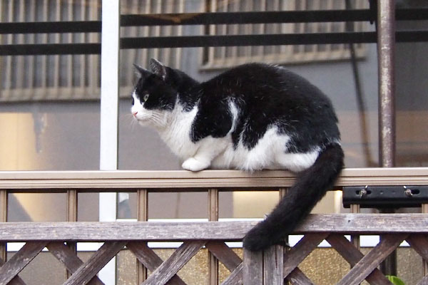 suzu on the fence