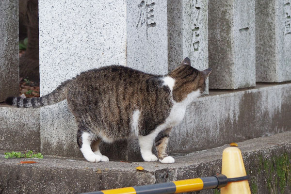 雫がクロテを見ている