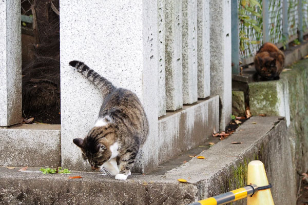 雫珍しくクロテを追い払わない