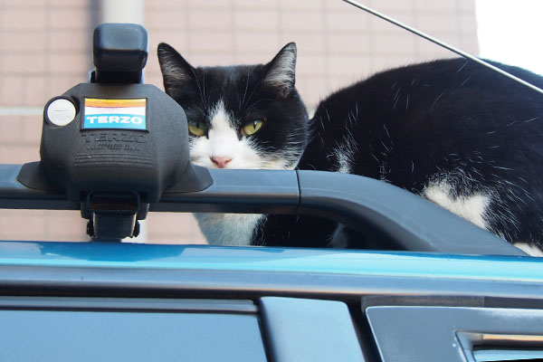 suzu on the car top