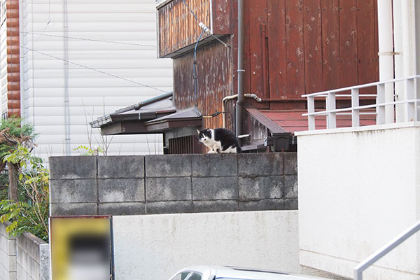 カル　塀の上