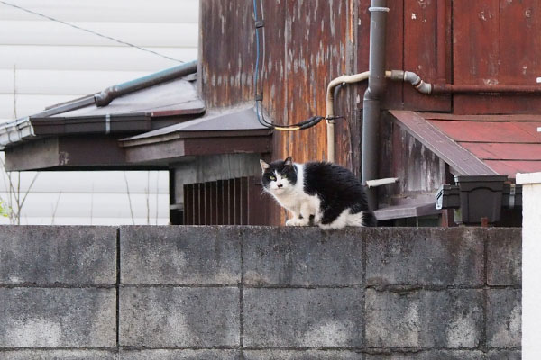 カル　こっちに気付いている