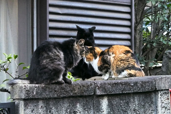 3cats on the wall