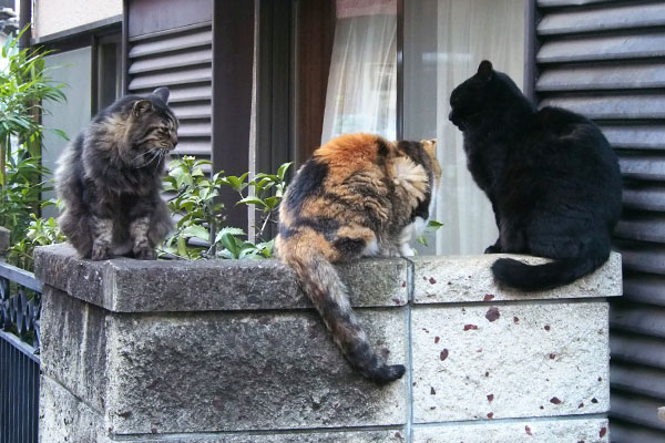 タッチーアズマとテレパる