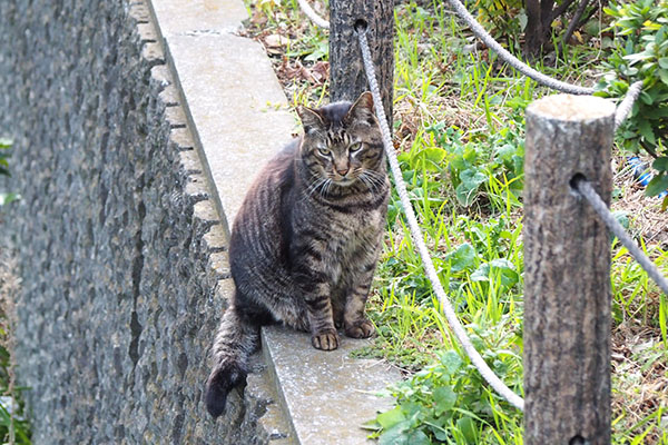 コイキー　元気なさそう