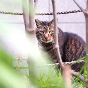 警戒心は強い コイキー
