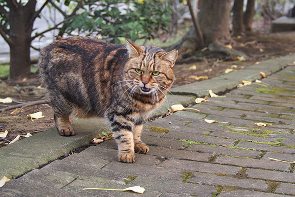 ニャンかおくれ　クラタン