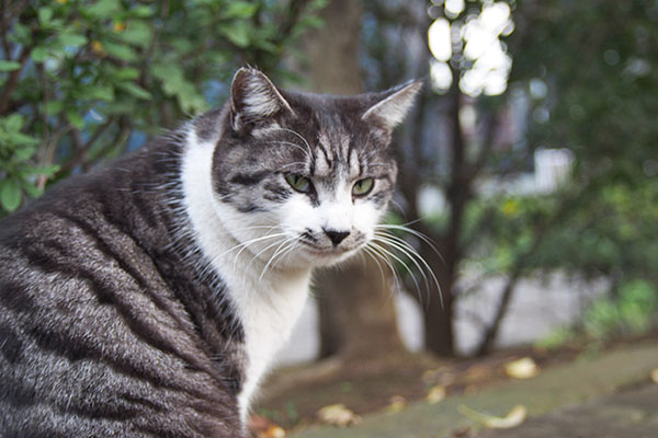 タンタルも居るにゃ