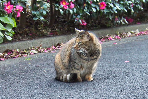 saki watching something