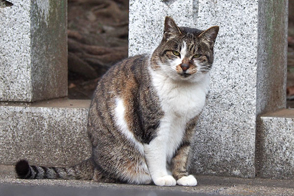 少しだけモデルになってあげるにゃ　雫