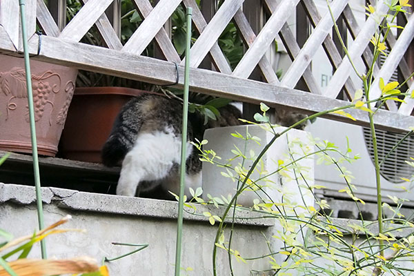 行ってしまう　もも