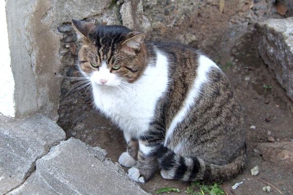 ちんまりしてるレオ太　上から