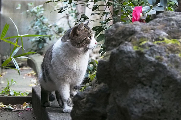 参道の脇　レオ太　椿と