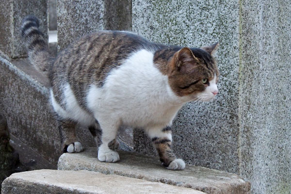 狛猫ポジションに　レオ太