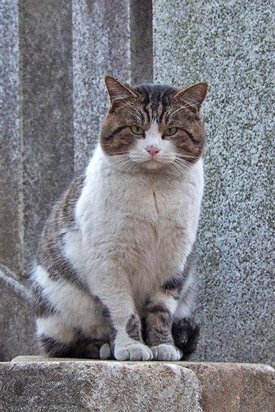 レオ太　証明写真風