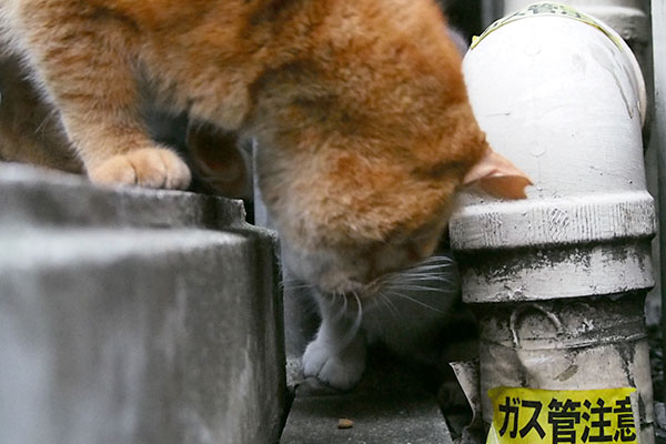 カブが頭を出す