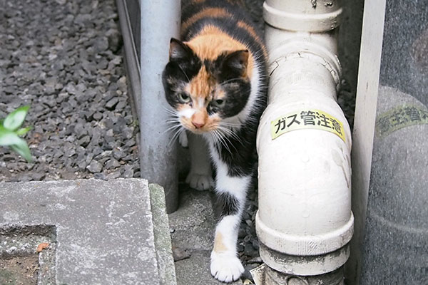 オヤツ食べるにゃ　リコ