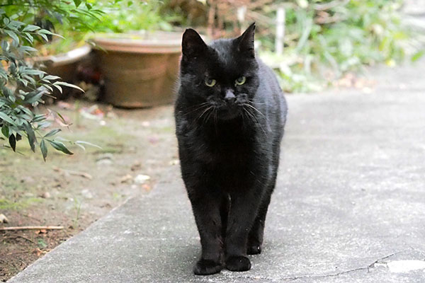 アカシ　丸い目で銀を見る