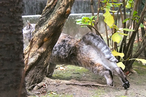 伸びしながら移動