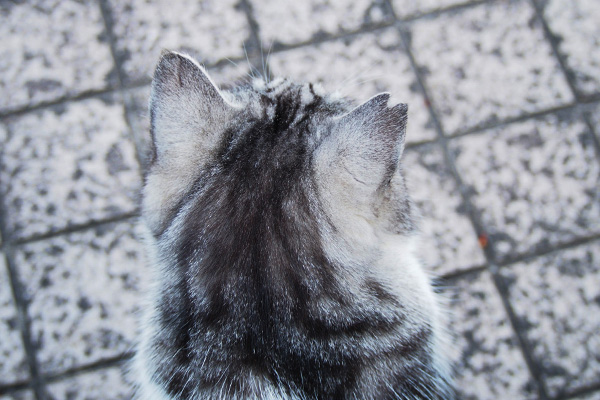 クロム　足元に居る