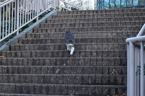 タンタル　階段の途中
