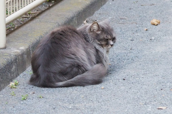 背を向ける　マフ