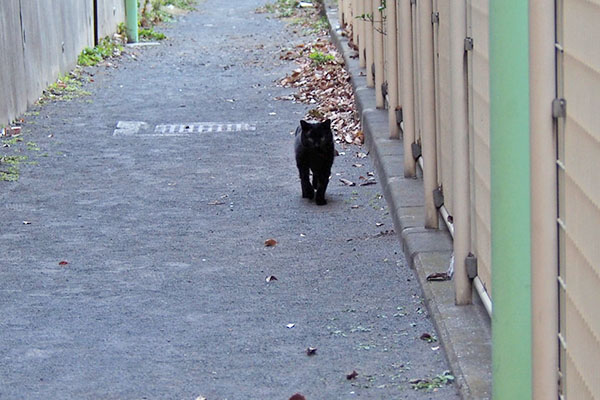 追いかけて来た　ティア