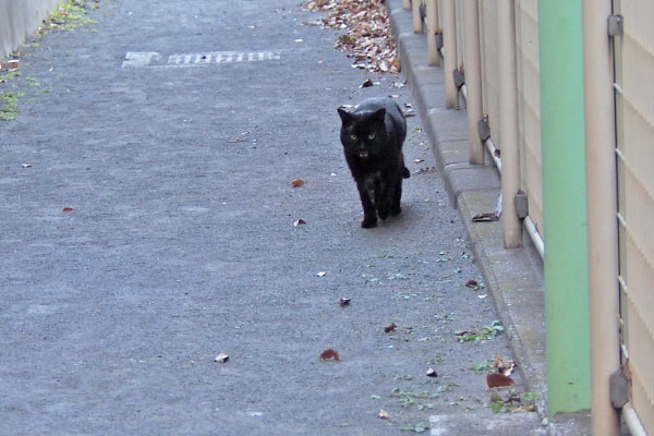 立ち止まる　ティア