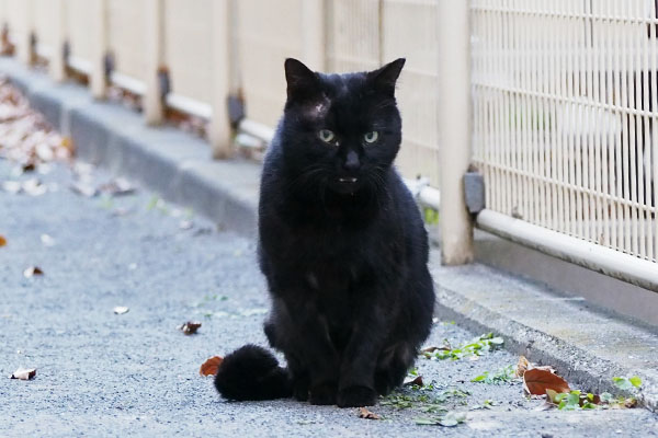 目の上もハゲか　ティア