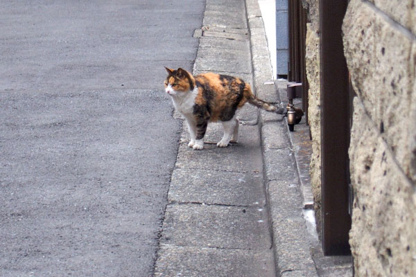 フェンスを抜けた　オトワ