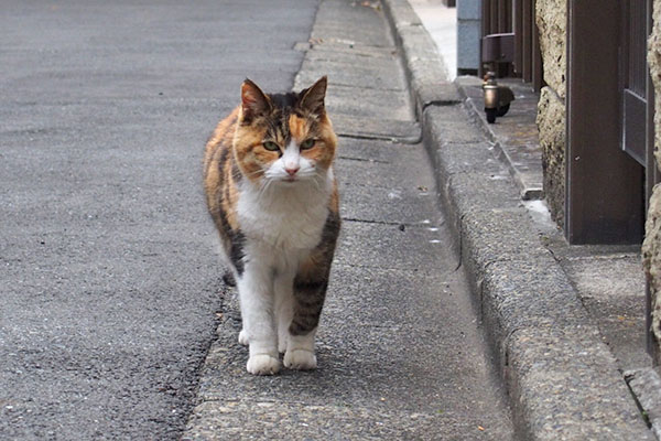 知ってるヒトかにゃ　オトワ知ってるヒトかにゃ　オトワ