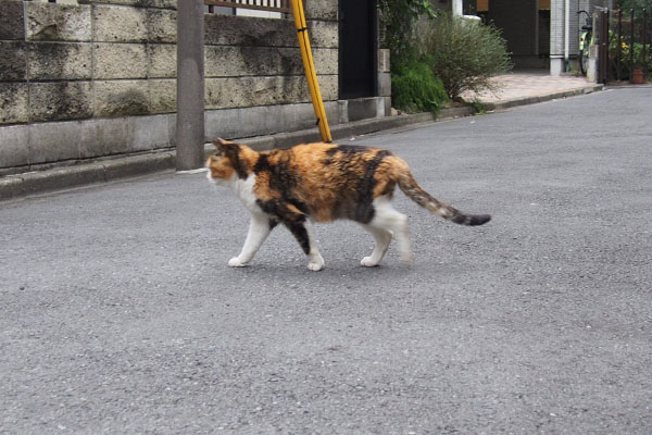 パトロールへ行くにゃ　オトワ