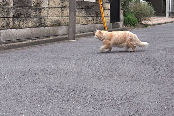 飛び出して来た　ナリコ