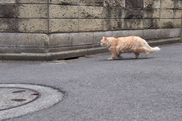 尾行するにゃ　ナリコ