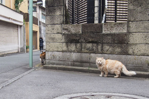 見るニャ　ナリコ　オトワの後ろ姿