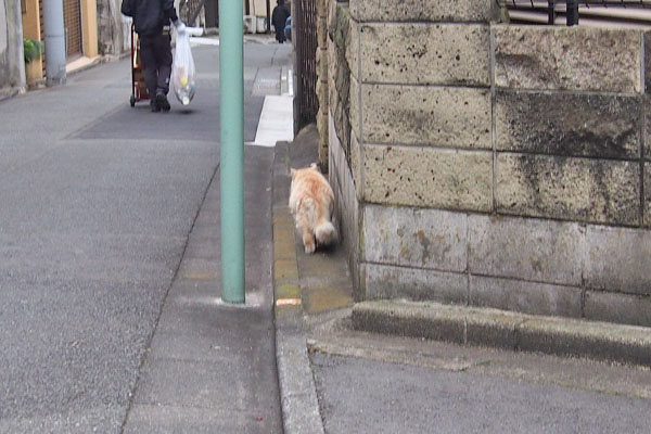 オトワの姿消えた　ナリコ追う