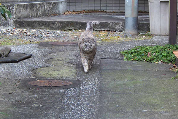 高い塀から降りて来た銀