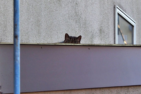 離れた屋根の上に猫耳