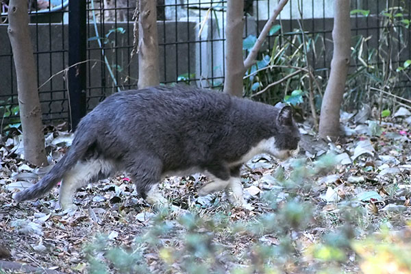 イルカみたいな体　オット