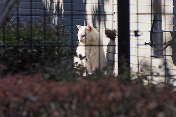 シュニが日向ぼっこ